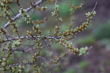 beautiful spring bloom of an ablipih tree