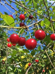 cherries on tree