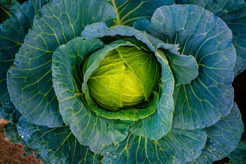 Obraz premium Green organic cabbage vegetable plantation farm close up on center head of cabbage