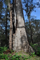 Tuart Forest National Park, WA, Australia
