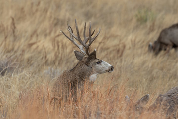Buck Mule Deer in Autumn in Colorado