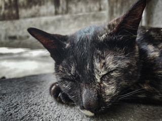 Close-up a black cat relax on the ground