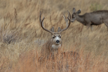 Buck Mule Deer in Autumn in Colorado