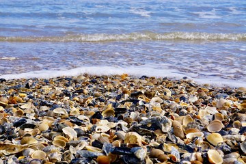 Fototapeta na wymiar Close up of mass of seashells with blurred waves in background