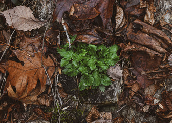 green amongst orange 