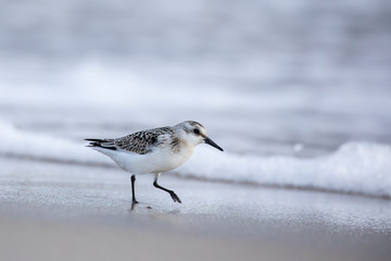 Close up portrait of Sanderling (Calidris alba) with the stormy waves background