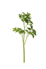 Parsley leaf on isolated white background. (Petroselinum crispum, Apiaceae)