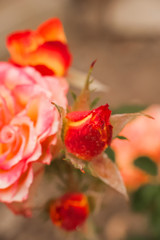 Close up of a rose with water drops. Women's day rose concept. Macro roses and place for text. Mother's day flowers and copy space. Natural texture of roses.