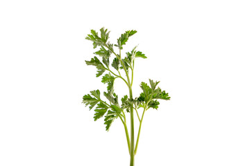 Parsley leaf on isolated white background. (Petroselinum crispum, Apiaceae)