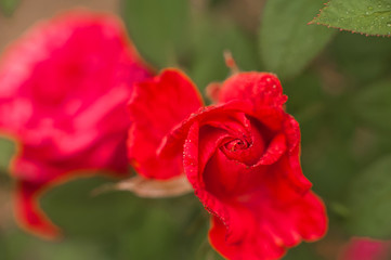 Close up of a rose with water drops. Women's day rose concept. Macro roses and place for text. Mother's day flowers and copy space. Natural texture of roses.