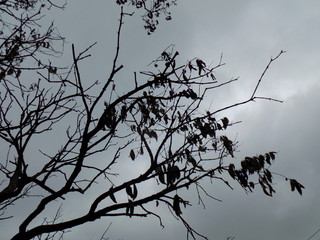 Ramas secas sobre cielo nublado.
