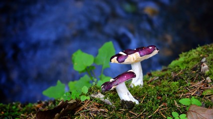 violet mushrooms against dark forest river