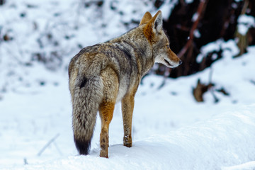 Coyote hunting in the snow in Yosemite Valley