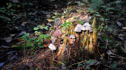 mushrooms in forest