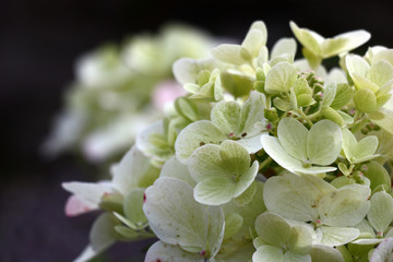 Flowers in an inflorescence of a hydrangea paniculata against a dark background. Beginning of blossoming.