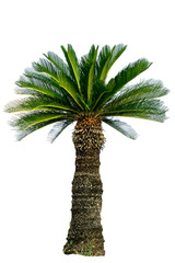 Sugar palm isolated on the white background.