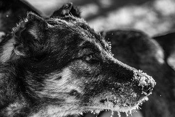 Tierportrait