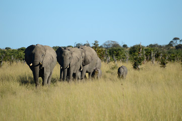 Fototapeta premium Family of elephants