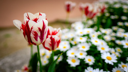 Beautiful close up red and white grand perfection tulip with a blurry flower background.
