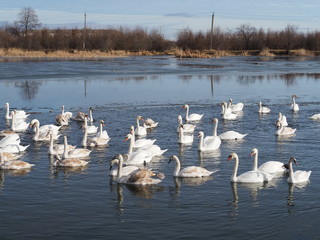 swans on the lake