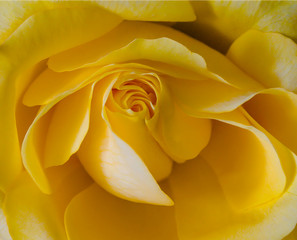 Gelbrose