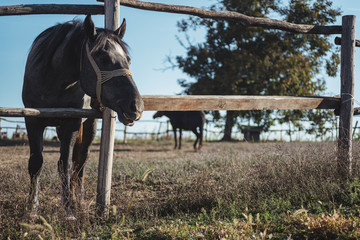 Fototapeta na wymiar Beautiful Dark Horse On A Farm