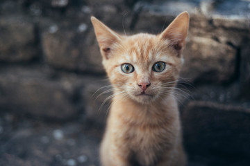 Fototapeta na wymiar Cute Yellow Kitten Posing For Camera