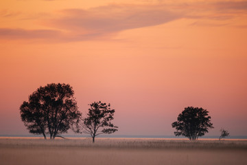 Group of solitary trees on the seacoast with the sunset colored sky and seabay