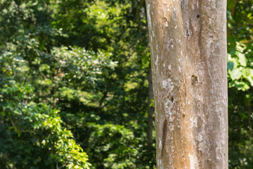 tree in the forest with blurred background