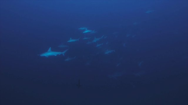 School of hammerhead sharks in blue water, underwater shot