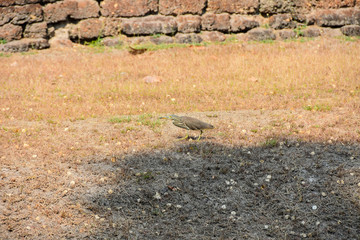 A bird takes up its attack position