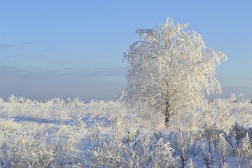 Birch in hoarfrost in winter