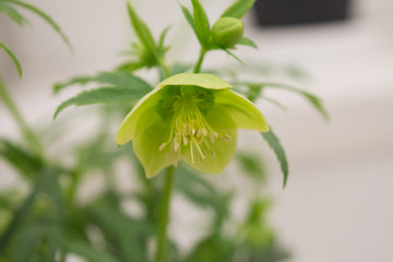 クリスマスローズ