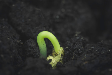 Carolina Reaper Chili Pepper (Capsicum Chinense) seedling. Sprouting from the soil. Macro photo....