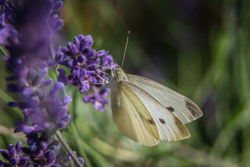 Butterfly Macro