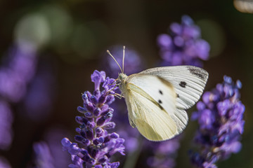 Butterfly Macro