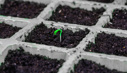 Carolina Reaper Chili Pepper (Capsicum Chinense) seedling. Sprouting from the soil in a growing container. Macro photo.  Side view, flat.