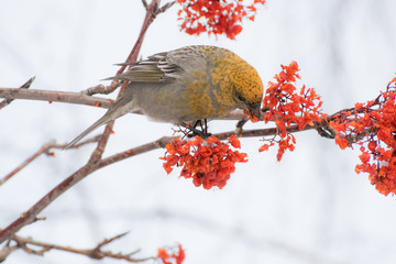 Pine grosbeak (Pinicola enucleator) male bird feeding on Sorbus berries