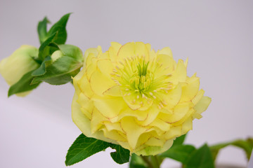 クリスマスローズ