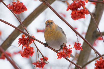 Pine grosbeak (Pinicola enucleator) male bird feeding on Sorbus berries