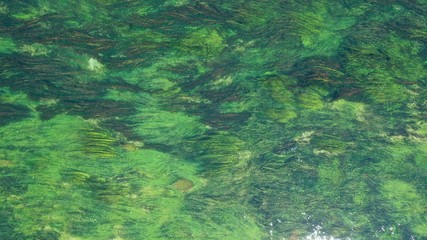 Fototapeta na wymiar Aerial top down view of long waterplants under transparent clear turquoise water of river. Natural texture, background. Seaweed patterns. River flow. Trebinje, Bosnia.
