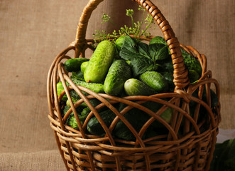The process of preparing pickled cucumbers in the form of a still life with the main ingredients