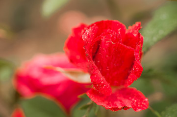 Close up of a rose with water drops. Women's day rose concept. Macro roses and place for text. Mother's day flowers and copy space. Natural texture of roses.