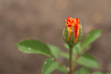 Close up of a rose with water drops. Women's day rose concept. Macro roses and place for text. Mother's day flowers and copy space. Natural texture of roses.