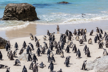 African penguins on Boulders Beach in South Africa - protected species © Madele