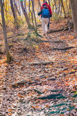 Fototapeta premium 落ち葉の登山道