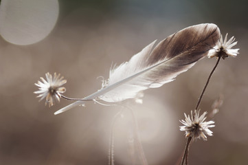 The feather and wilted dandelion among morning light