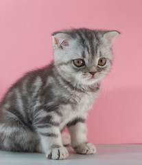 Lop-eared kitten close-up. kitten on a pink background.
