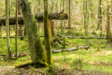 Spring taiga. Felled by the wind trees. Stump and trunk of spruce. Good background for a site about forest, nature, park, plants, travel.