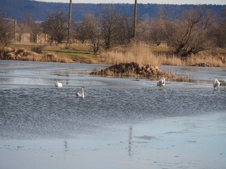 winter landscape with river